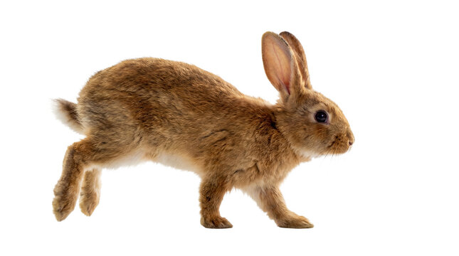 a small brown rabbit stands on a transparent background, its fur detailed and its ears perked up, ready to hop away in a natural pose.