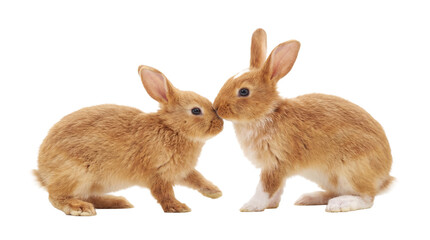 Obraz premium two endearing fluffy ginger rabbits share a tender moment, touching noses on a transparent background, perfect for illustrating themes of love, innocence, and the joy of spring and easter.