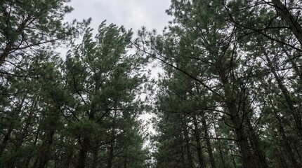 Obraz premium Looking up through tall green pine trees in a dense forest, showing nature beauty and a serene environment. Tree canopy for outdoor and travel concept.