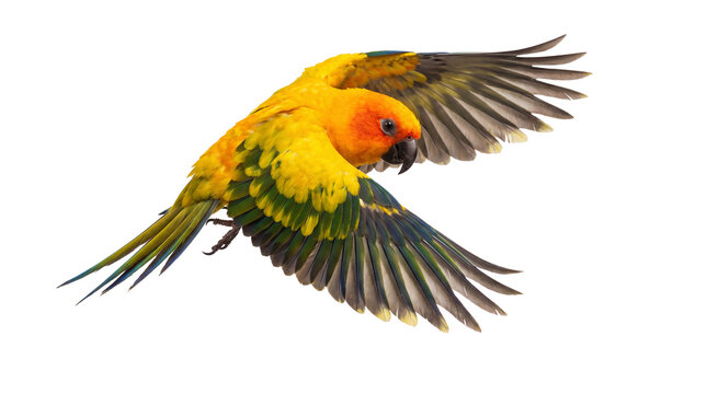 vibrant sun conure parrot in flight against a transparent background, showcasing its colorful plumage and extended wings in a dynamic pose for wildlife photography.