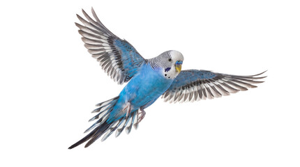 a vibrant blue budgerigar in flight, captured mid-air against a stark transparent background, showcasing its intricate wing patterns and bright plumage.