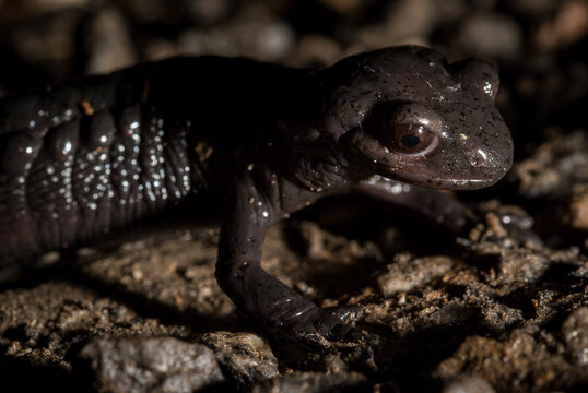Alpine salamander, close-up, looking to the right, Germany