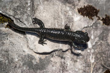 Obraz premium A black alpine salamander on a rock, Germany