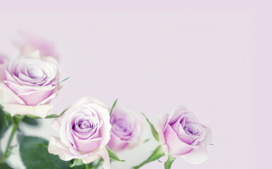 Fototapeta premium Rosen