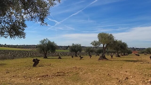 Video de olivar espa&ntilde;ol con olivos y cepas
