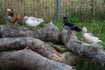 gęsi kaczki i inne ptactwo © rob