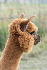Obraz premium słodka lama alpaka na wybiegu