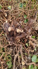  Oracle plant, common ivy, felling and heart