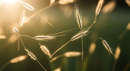 Obraz premium Golden wheat grains in sunlight glow.