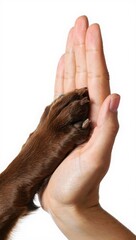 Human Hand Holding Brown Dog Paw In Close-up Portrait Scene