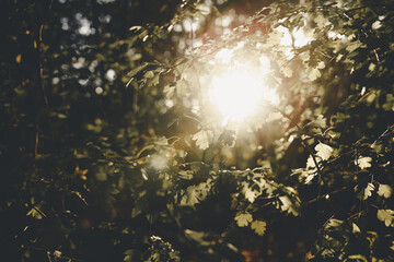 In 2026, nature feels more magical than ever. Soft golden sunlight filters gently through fresh green leaves, creating a peaceful atmosphere filled with serenity and quiet joy. The delicate rustling o