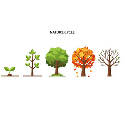 Obraz premium Tree Life Cycle: From Seedling to Autumn and Winter Stages