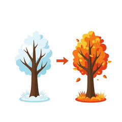 Tree changing from winter snow to autumn leaves, seasons changing concept