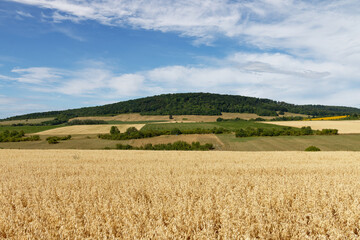 Fototapeta premium Golden wheat field stretches towards a lush green forest on a rolling hill under a blue sky