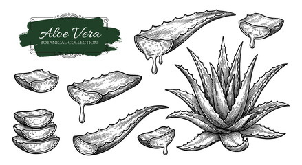 Aloe vera botanical set in vintage engraving style
