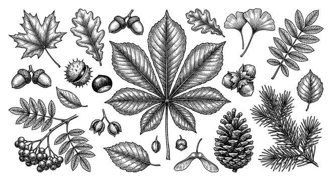 Autumn leaf and forest seed set in vintage engraving style