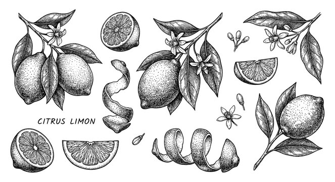 Lemon set in vintage botanical engraving style