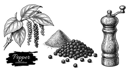 Black pepper plant with peppercorns and mill engraving