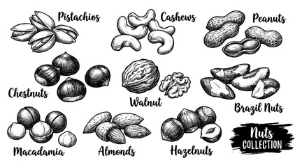 Edible nuts set in vintage engraving style