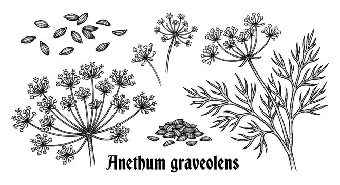 Dill plant and seeds in vintage engraving style
