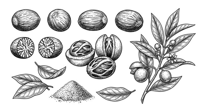 Nutmeg plant and spice set in vintage engraving style