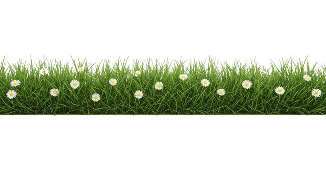 Green grass border with white daisy flowers isolated on white background