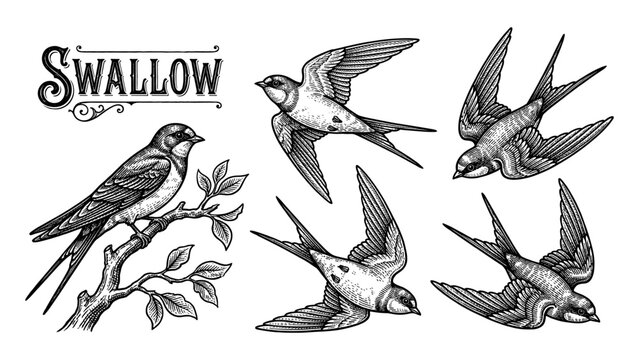 Flying swallow bird collection in vintage engraving style