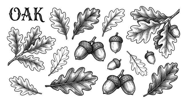 Oak leaf and acorn collection in vintage engraving style