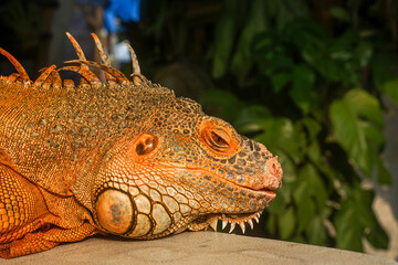 Obraz premium Vibrant Red Iguana Head Close-up Portrait. Perfect for wildlife themes