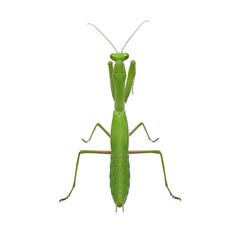 Detailed digital illustration of a green praying mantis isolated on transparent background