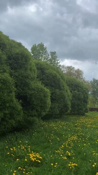 Green meadow with yellow dandelions by a forest under cloudy sky, countryside scenery, spring nature, outdoor relaxation, wildflower field.