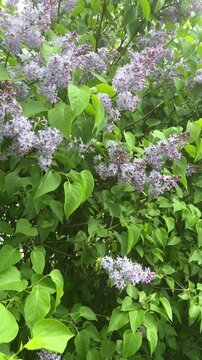 Close-up of lilac blossoms and green leaves in a garden, spring flowers, botanical background, natural fragrance, springtime festivity.