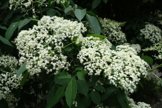 Many white flowers in the leafage of European black elderberry in June