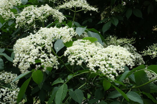 Profusion of white flowers in the leafage of European black elderberry in June