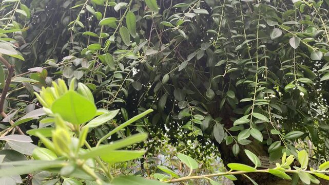 Green leaves and branches in dense garden shrubs, natural foliage background, summer greenery, eco nature concept, outdoor texture.