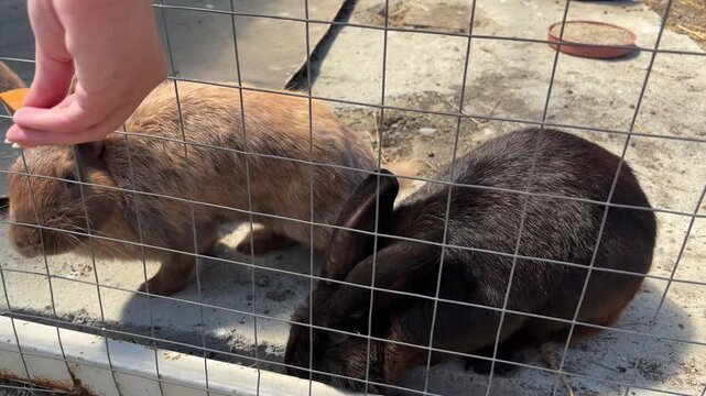 Child hand feeding rabbits through a wire cage at a petting zoo, cute animal care, family activity, farm visit, childhood joy.