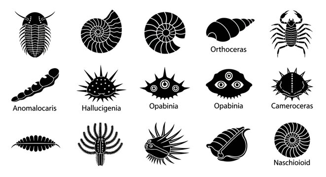 Fossils of Various Prehistoric Marine Animals.