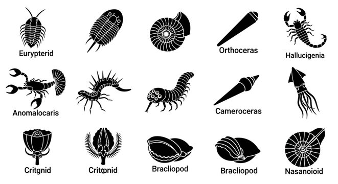 Fossils of Various Ancient Marine Animals.