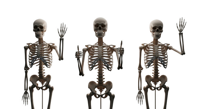 Three skeletons standing in different poses isolated on transparent background with hands up