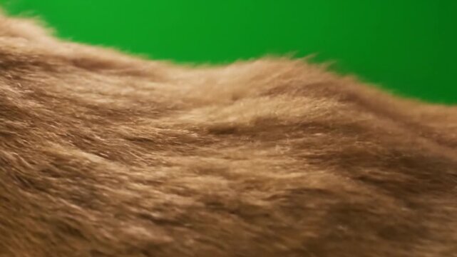 Closeup of brown animal fur texture.