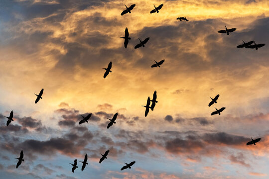 Vol de p&eacute;licans au coucher du soleil