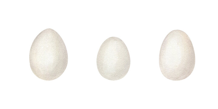 Three white eggs standing vertically clip art watercolor isolated illustration. Bird egg set in realistic style. Spring holiday symbol or cooking ingredient for food packaging and easter design.