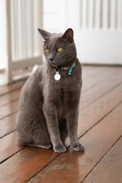 grey short-haired cat on veranda, with collar and tag