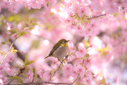 Japanese white-eye on cherry blossom branch