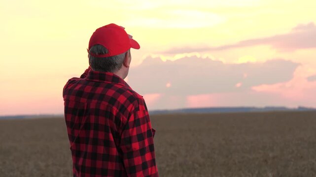 Male farmer use tablet pc analyzing cultivation data at wheat field closeup. Modern man agricultural worker check research cereal rye plant growth use digital display technology at sunset plantation