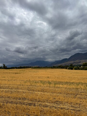Fototapeta premium Golden field in Kyrgyzstan with mountain range on the horizon and dramatic storm clouds before rain.