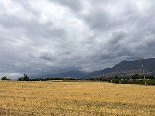 Fototapeta premium Golden field in Kyrgyzstan with mountain range on the horizon and dramatic storm clouds before rain.