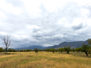 Fototapeta premium Golden field in Kyrgyzstan with mountain range on the horizon and dramatic storm clouds before rain.