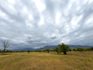 Fototapeta premium Golden field in Kyrgyzstan with mountain range on the horizon and dramatic storm clouds before rain.