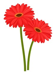 Two vibrant red gerbera daisies, long green stems, white backdrop
